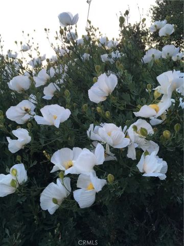 40 Bobcat Springs Road, Buellton, CA 93427