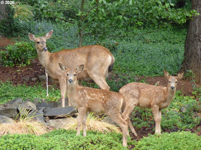 3711 Z St, Washougal, WA 98671