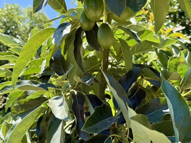 39182 Daily Road, Fallbrook, CA 92028