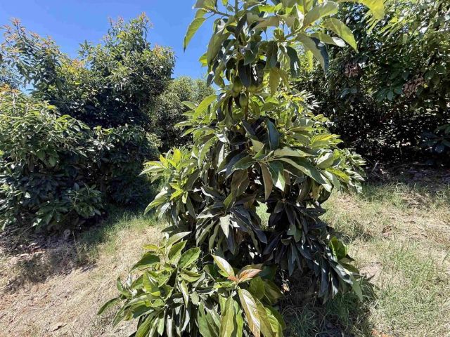 39182 Daily Road, Fallbrook, CA 92028