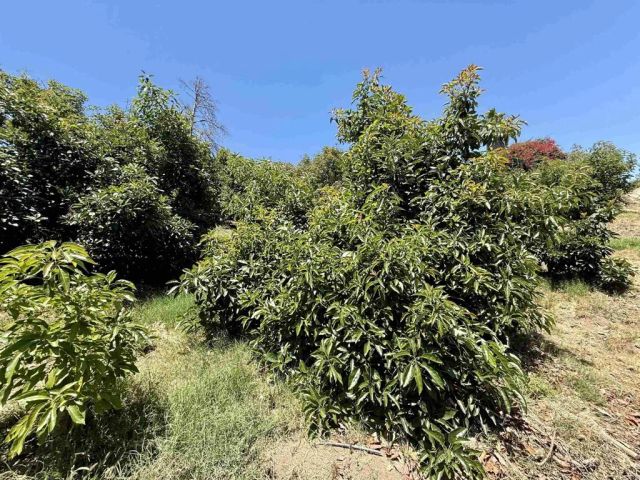 39182 Daily Road, Fallbrook, CA 92028