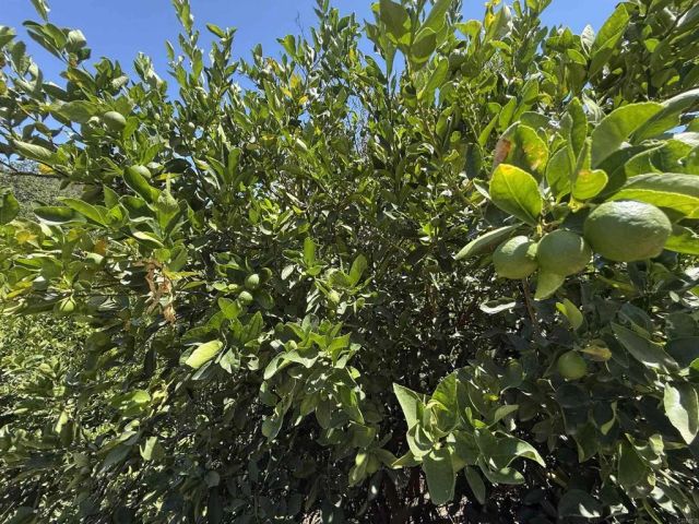 39182 Daily Road, Fallbrook, CA 92028