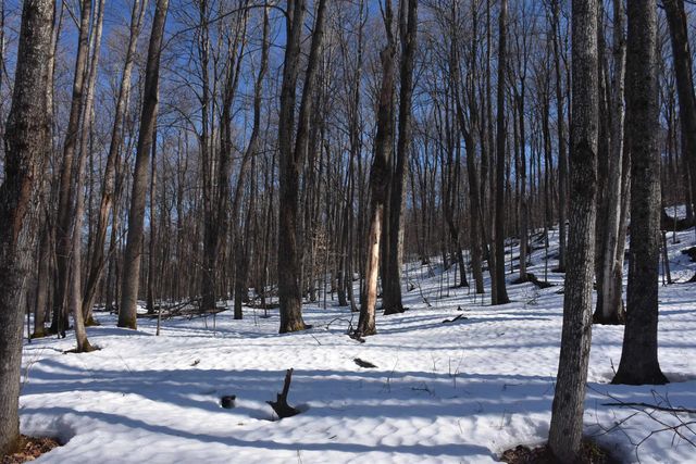 397 Winch Hill Extension, Roxbury, VT 05663
