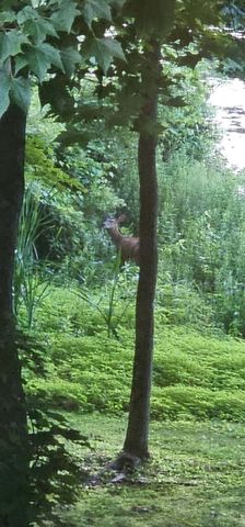 11033 Sandy Oak Trail, Cedar Springs, MI 49319
