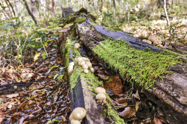 0 Maysville Williams Rd, Logan, OH 43138