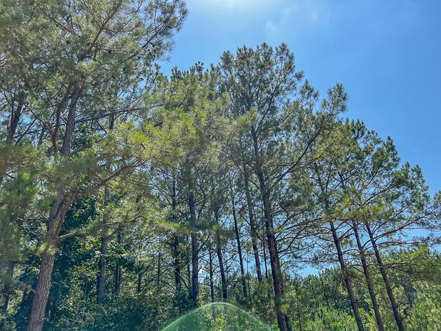 12 Joskey Dykes Rd, Zavalla, TX 75980