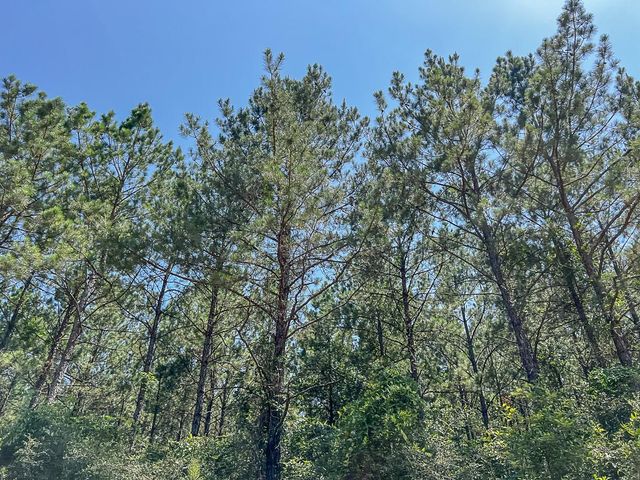 12 Joskey Dykes Rd, Zavalla, TX 75980