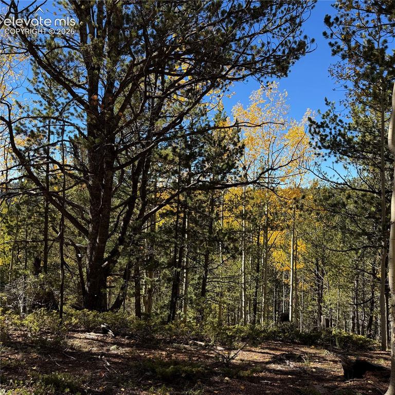 773 Timber Ridge Road, Divide, CO 80814 — photo 5