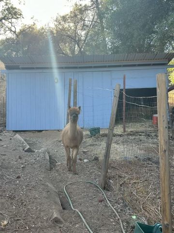 1720 Pleasant Ranch Ct, Placerville, CA 95667