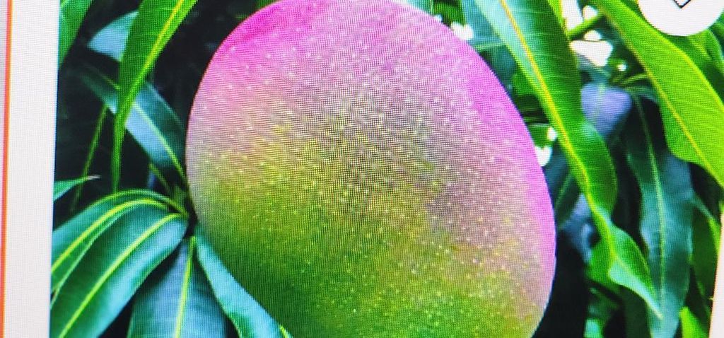 2829 NW 9th Place, Fort Lauderdale, FL 33311