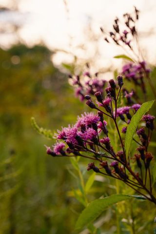 9944 Maupin Rd, Brentwood, TN 37027