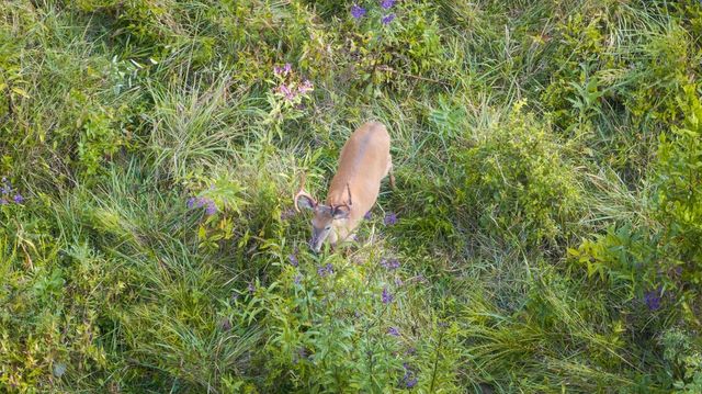 9944 Maupin Rd, Brentwood, TN 37027