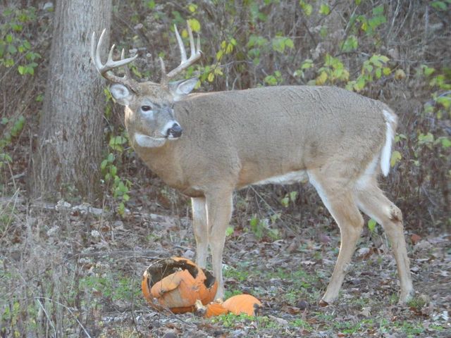 1331 County Road D, Oregon, WI 53575