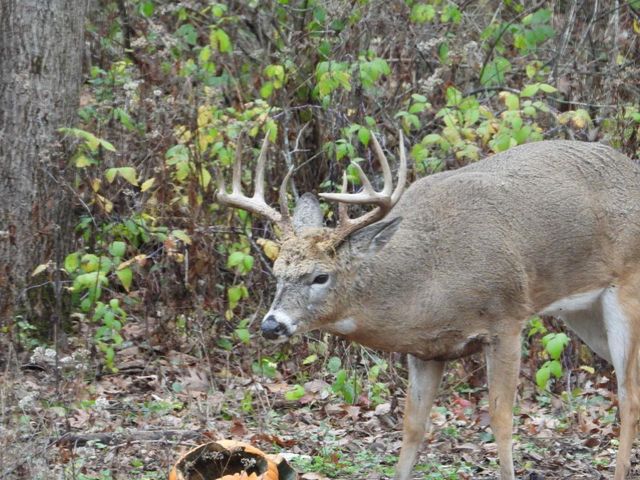 1331 County Road D, Oregon, WI 53575