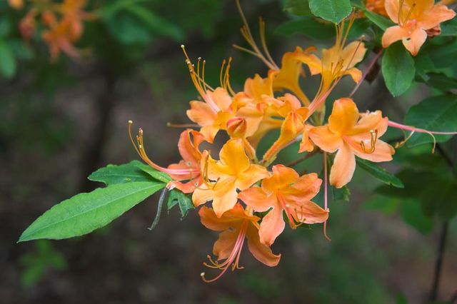 LOT 18 Dover Highlands Trail, Ellijay, GA 30540