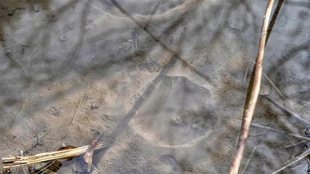 N30732 Square Bluff Road, Blair, WI 54616