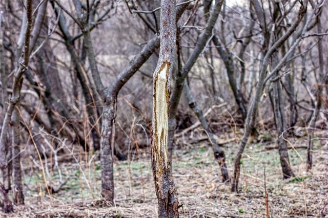 N30732 Square Bluff Road, Blair, WI 54616