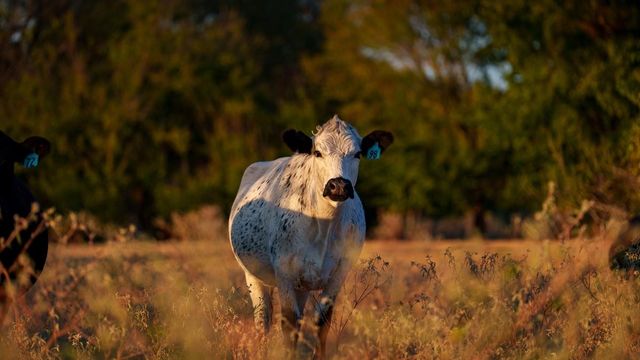 T-10 Providence Road, Calvert, TX 77837