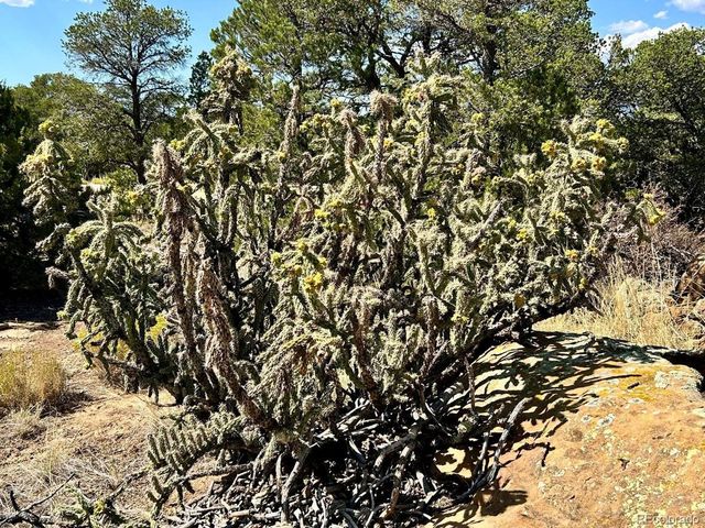 Lot 919 Los Vaqueros Cir, Walsenburg, CO 81089