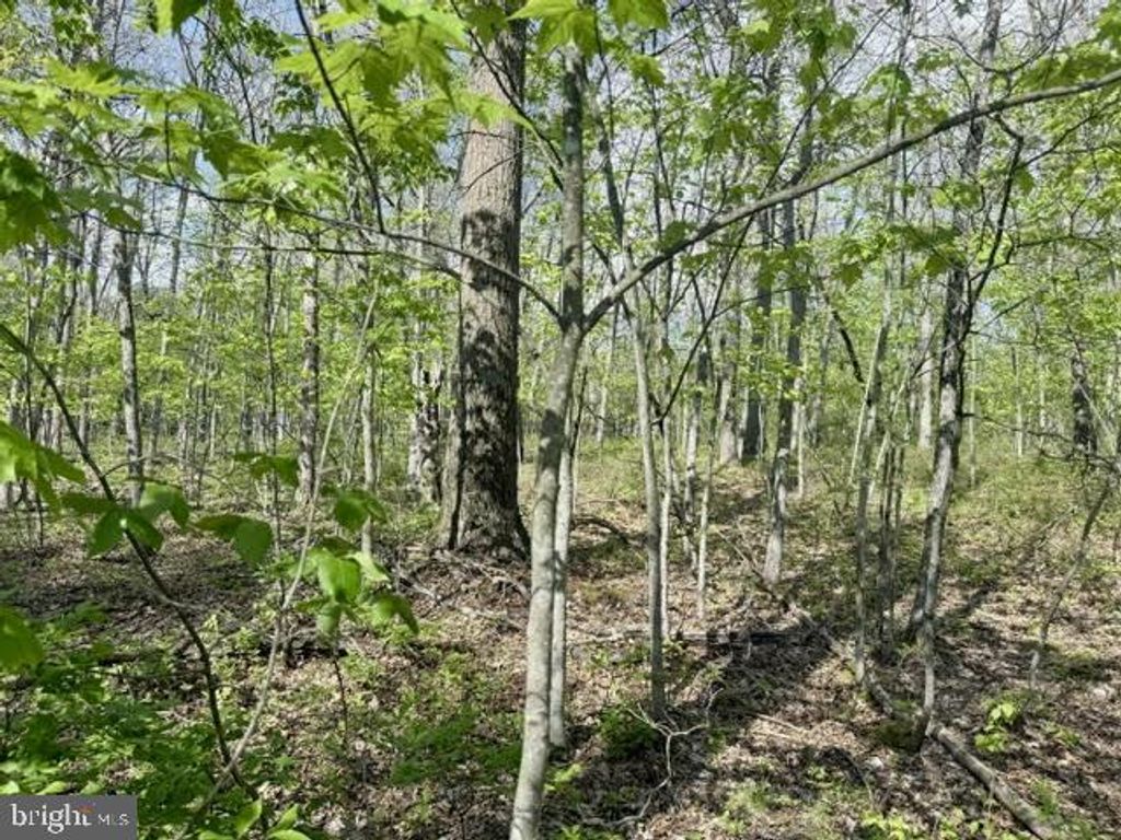 Image 9 of property listing at TURKEY NECK RD #LOT 12, Swanton, MD 21561