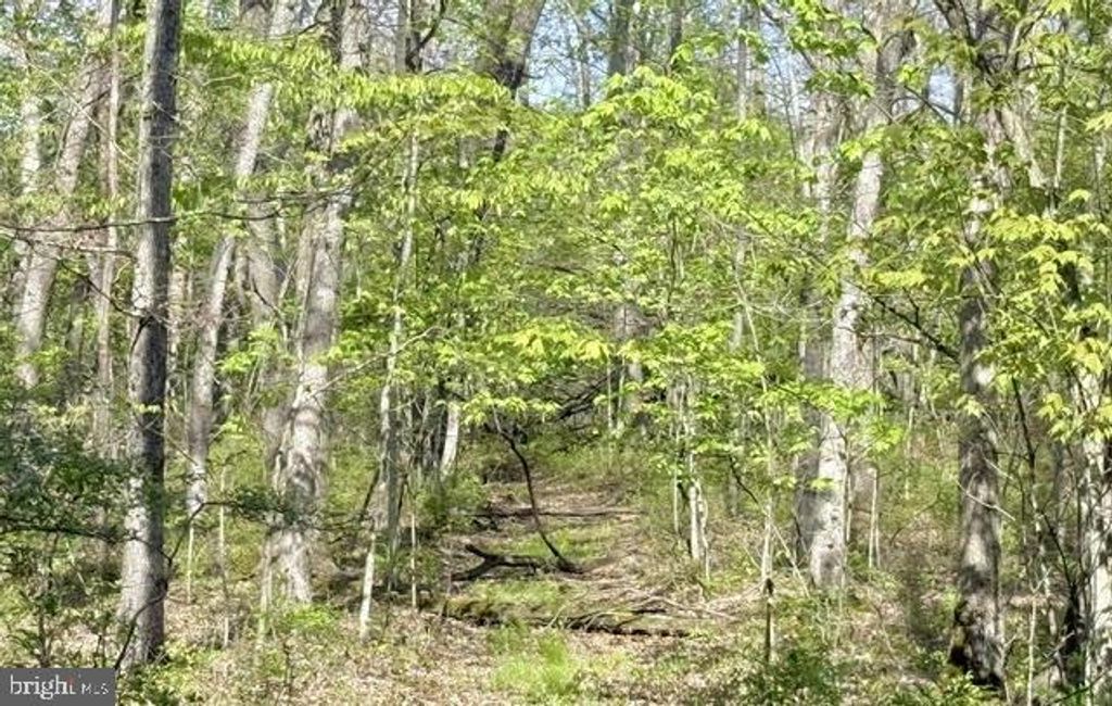 Image 7 of property listing at TURKEY NECK RD #LOT 12, Swanton, MD 21561