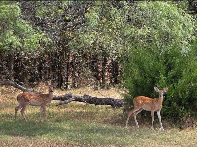 130 Parsonage Street, Reno, TX 76020