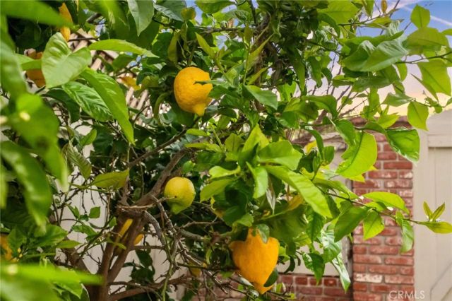 3 Candlebush, Irvine, CA 92603