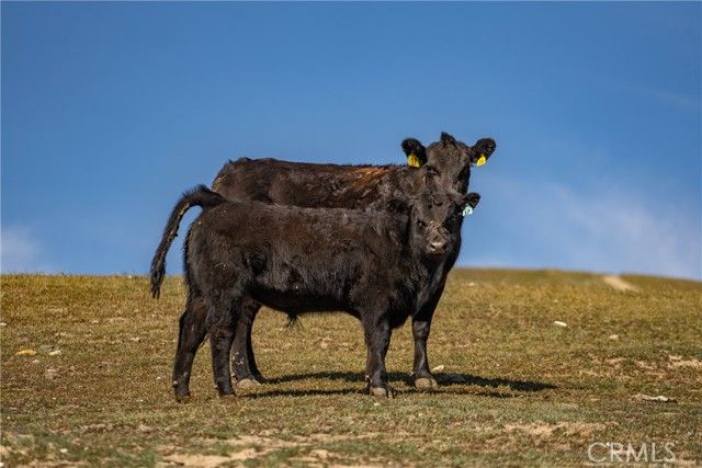 3160 Gillis Canyon Road, Shandon, CA 93461