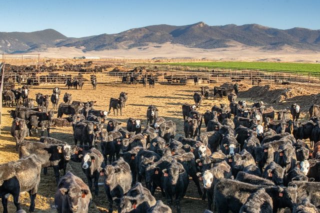 1891 Spring Creek Road, Dillon, MT 59725