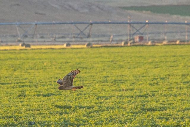 1891 Spring Creek Road, Dillon, MT 59725