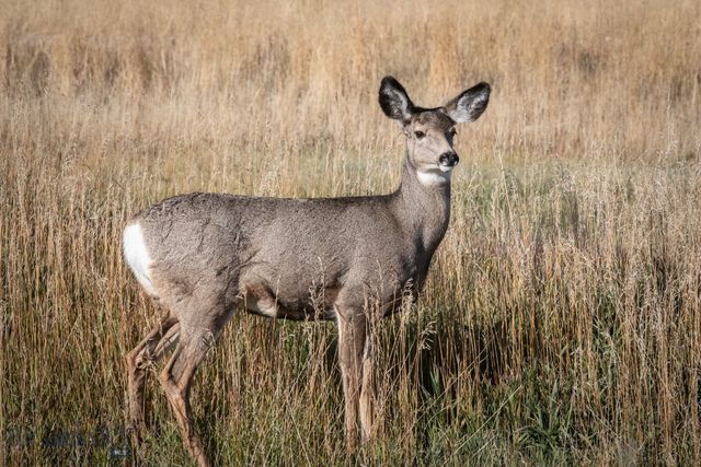 1891 Spring Creek Road, Dillon, MT 59725