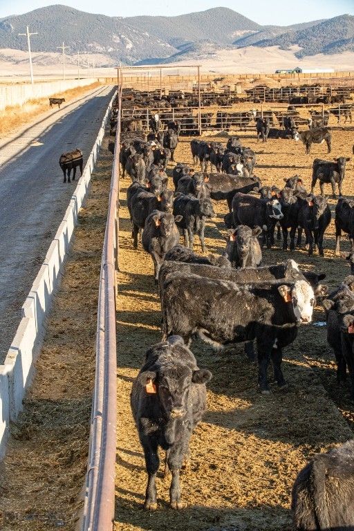 1891 Spring Creek Road, Dillon, MT 59725 photo 30