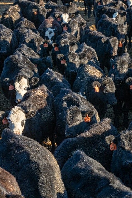 1891 Spring Creek Road, Dillon, MT 59725 photo 36