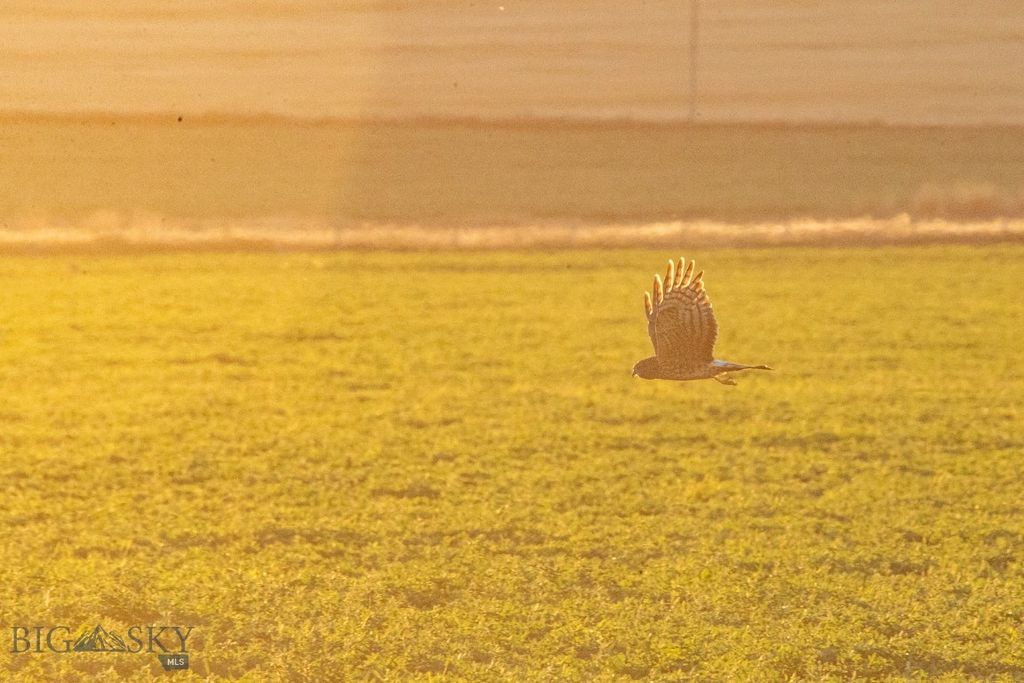 1891 Spring Creek Road, Dillon, MT 59725 photo 51