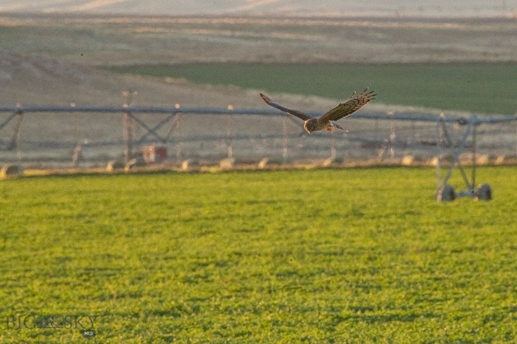 1891 Spring Creek Road, Dillon, MT 59725 photo 52