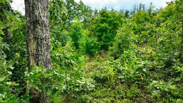 58 Ridge Top Rd, Stewart, TN 37175