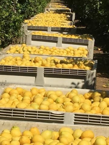 3363 S Anchor Avenue, Orange Cove, CA 93646