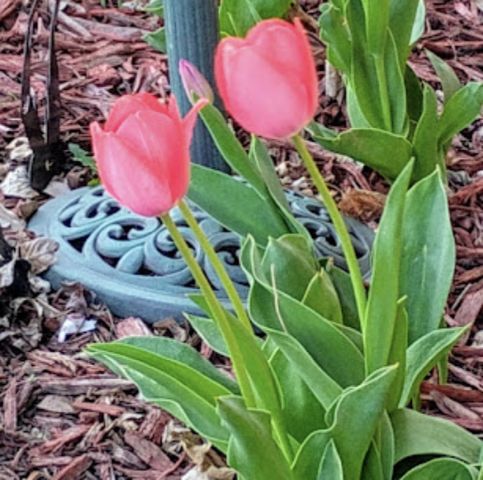 718 Stearns Avenue, Paynesville, MN 56362