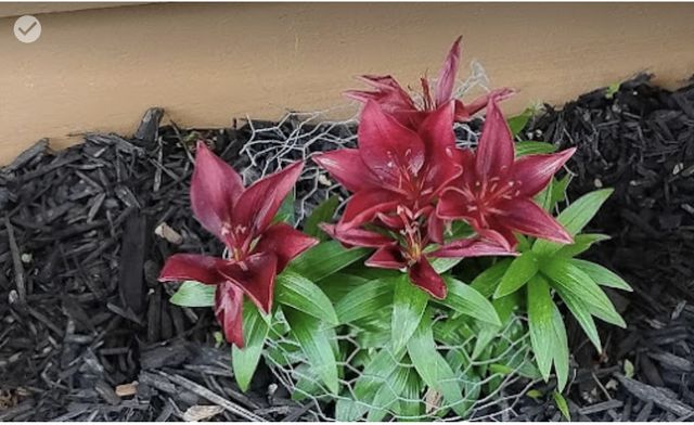 718 Stearns Avenue, Paynesville, MN 56362