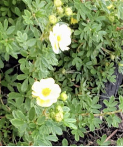 718 Stearns Avenue, Paynesville, MN 56362