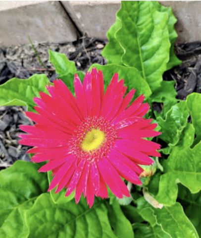 718 Stearns Avenue, Paynesville, MN 56362