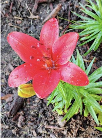 718 Stearns Avenue, Paynesville, MN 56362