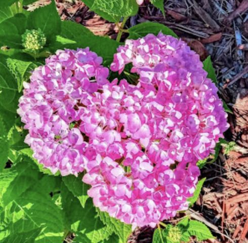 718 Stearns Avenue, Paynesville, MN 56362