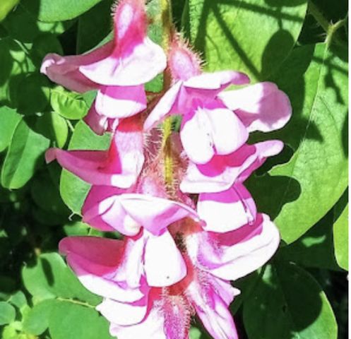 718 Stearns Avenue, Paynesville, MN 56362