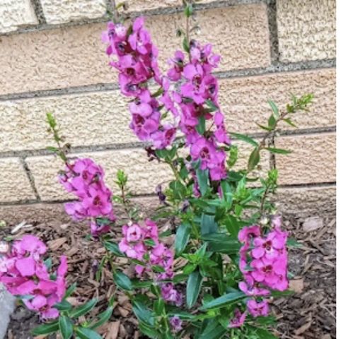 718 Stearns Avenue, Paynesville, MN 56362