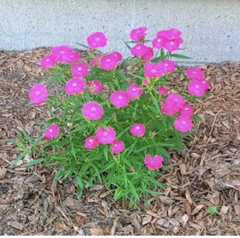 718 Stearns Avenue, Paynesville, MN 56362