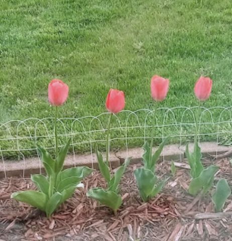 718 Stearns Avenue, Paynesville, MN 56362