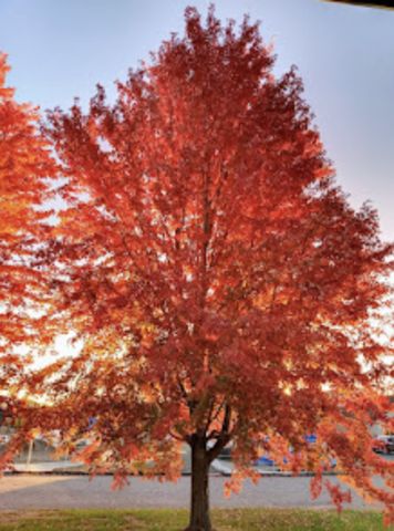 718 Stearns Avenue, Paynesville, MN 56362