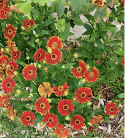 718 Stearns Avenue, Paynesville, MN 56362