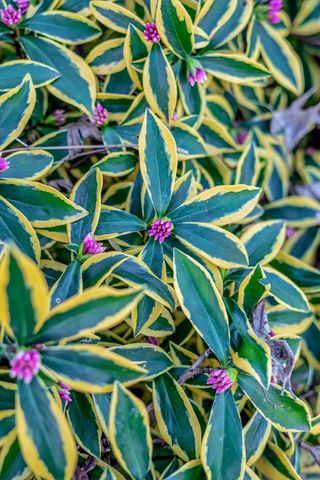 1753 Elm St, Livermore, CA 94551